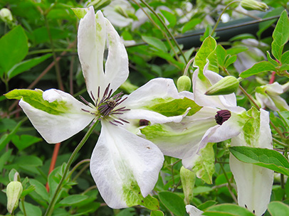 クレマチス ‘アルバ・ラグジュリアンス’