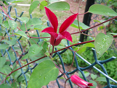 クレマチス ‘グラベティ・ビューティ’