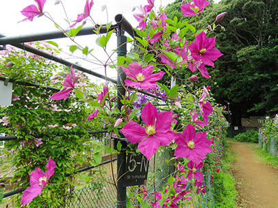 クレマチス ‘ジェニー・カディック’