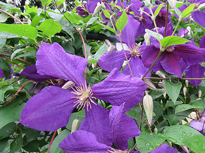 クレマチス ‘ジャックマニー・スパーバ’