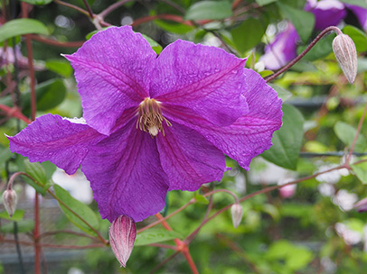 クレマチス ‘ビクトリア’