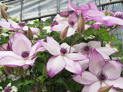 クレマチス ‘フォンド・メモリーズ’