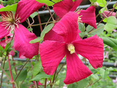 クレマチス ‘マダム・ジュリア・コレボン’