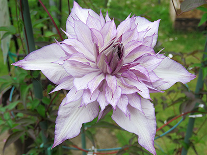 クレマチス ‘レディ・キョウコ’