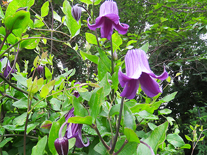 クレマチス ‘籠口’