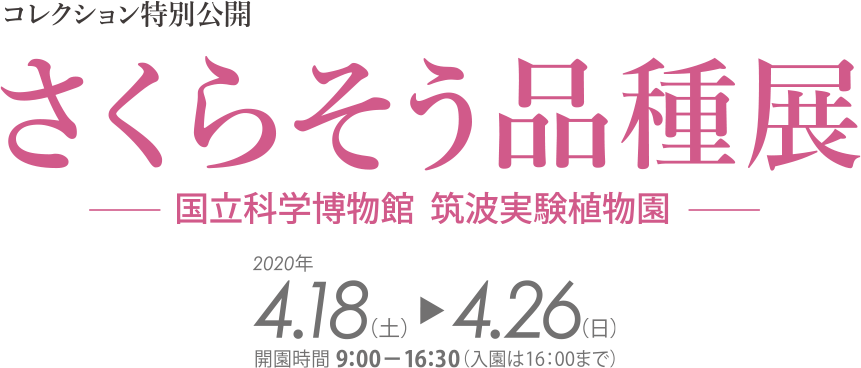 さくらそう品種展2020 国立科学博物館　筑波実験植物園　2020年4月18日（土）～4月26日（日）休園日4月20日（月）