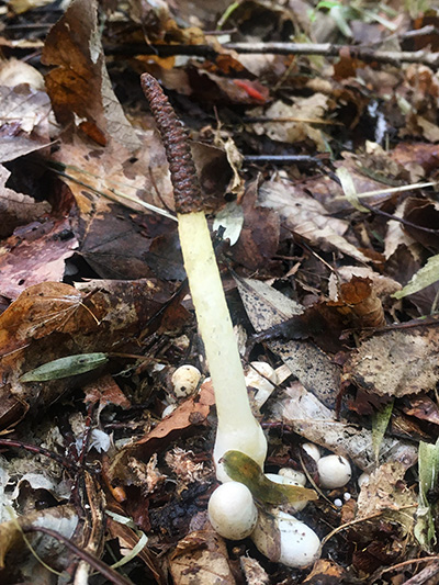 シマイヌノエフデ