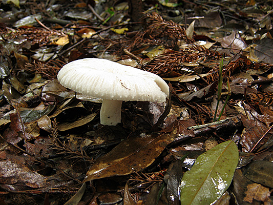 ヒビワレシロハツ