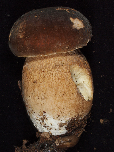 ヤマドリタケモドキ(幼菌)