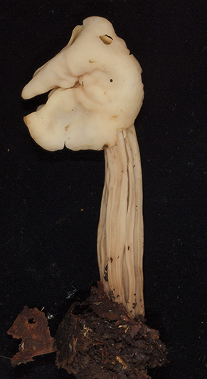 ノボリリュウタケ(幼菌)