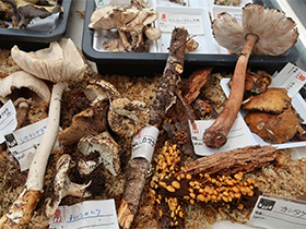 野生きのこ・栽培きのこイメージ