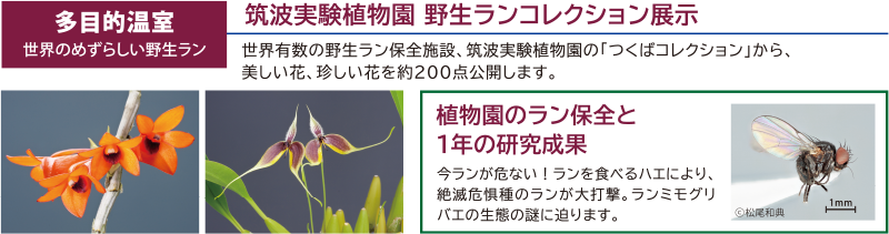 多目的温室　世界のめずらしい野生ラン　筑波実験植物園　野生ランコレクション展示