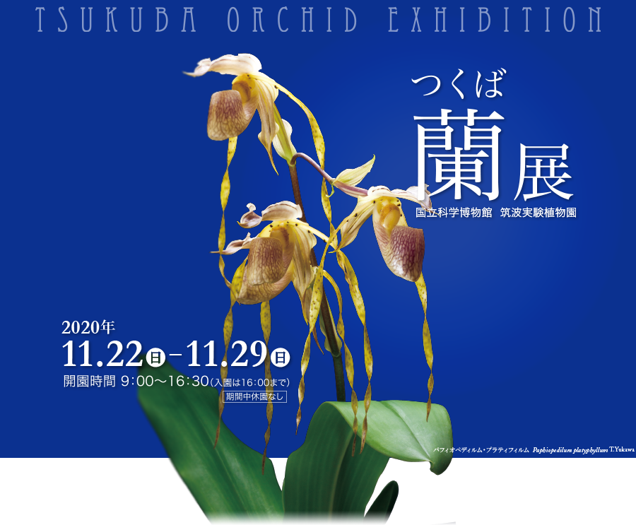 つくば蘭展2020―ランを知る・守る・伝える―国立科学博物館　筑波実験植物園　会期：2020年11月22日～11月29日　会期中休園なし