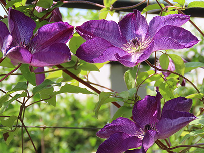 クレマチス ‘ヴェノサ・ヴィオラケア’