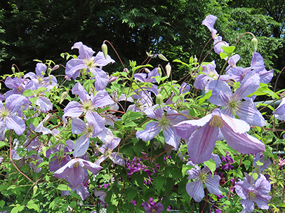 クレマチス ‘エミリア・プレーター’