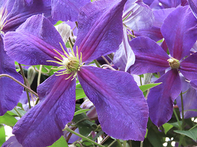 クレマチス ‘ジャックマニー・スパーバ’