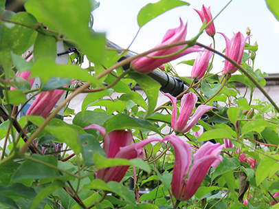 クレマチス ‘ダッチェス・オブ・アルバニー’