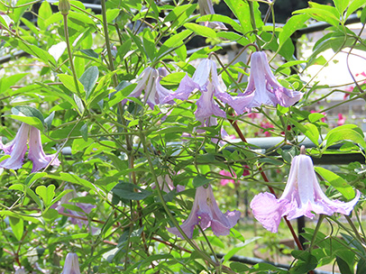 クレマチス ‘ベティー・コーニング’