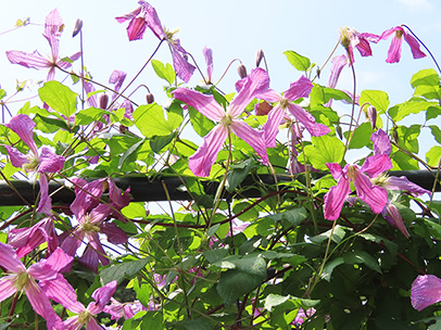 クレマチス ‘ミセス・T・ルンデル’