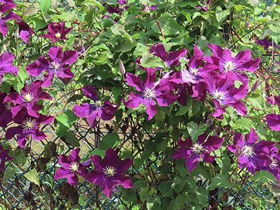 クレマチス ‘ワルシャフスカ・ニキ’