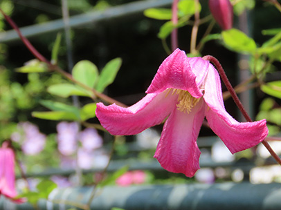 クレマチス ‘踊場’