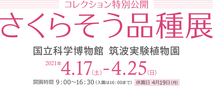 コレクション特別公開 さくらそう品種展2021 国立科学博物館　筑波実験植物園　2021年4月17日（土）～4月25日（日）休園日4月20日（月）