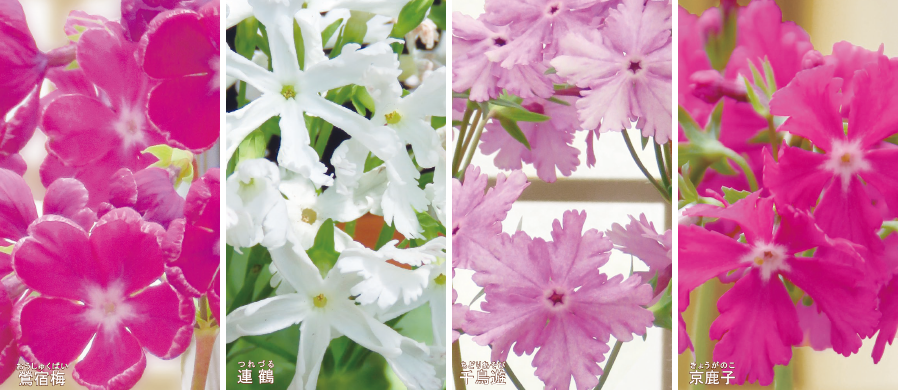 鶯宿梅（おうしゅくばい）