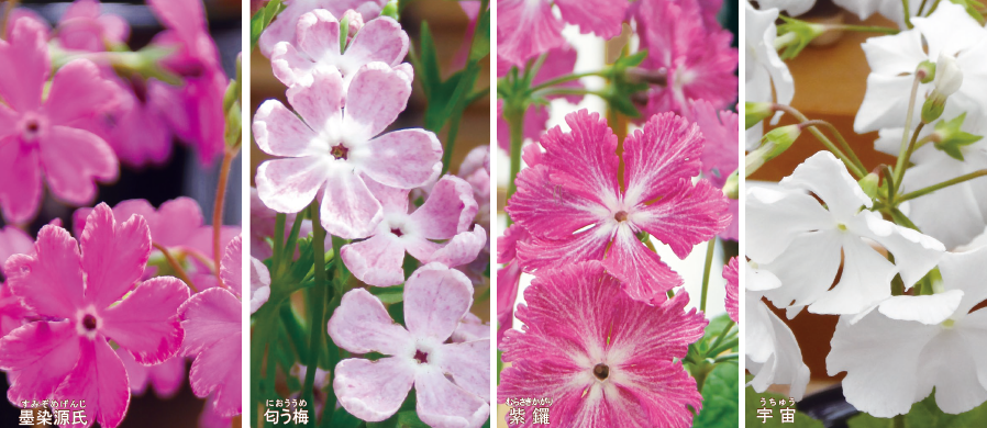 連鶴（つれづる）