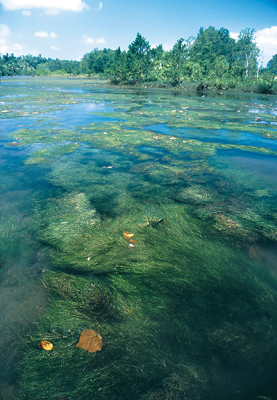 南太平洋バヌアツのカワツルモ
