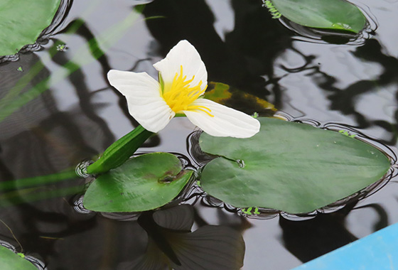 オテリア・コルダータ