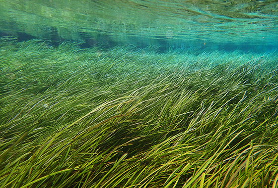 ナガエミクリの群落