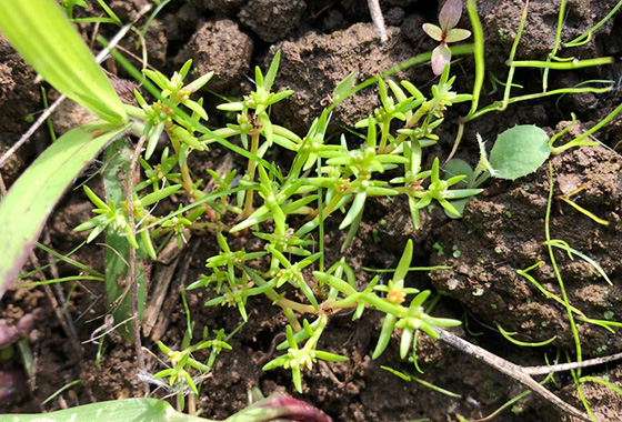 アズマツメクサ