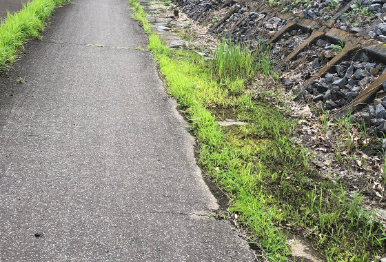 水たまりの様子