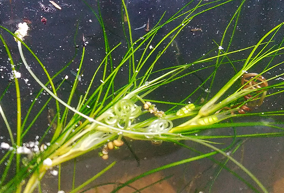 ネジリカワツルモ（撮影：中川清太郎）