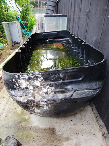 ネジリカワツルモ（撮影：中川清太郎）