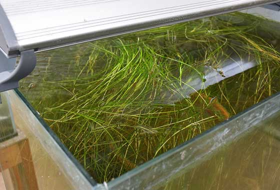 ネジリカワツルモ