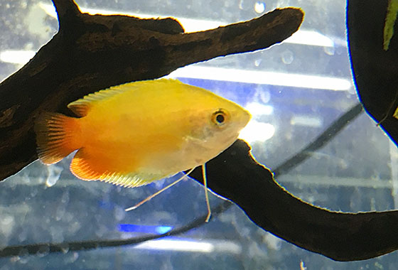 ゴールデンハニードワーフグラミー