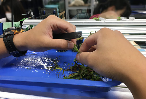 水草水槽を作成の様子