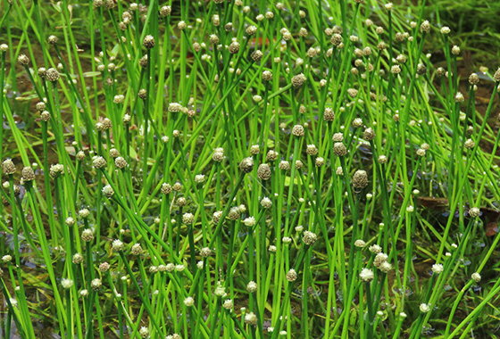 コシガヤホシクサ