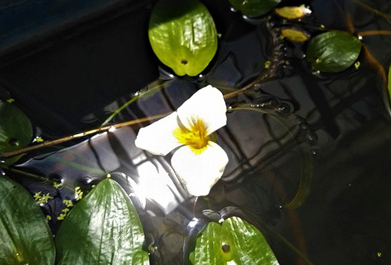 オテリア・コルダータ