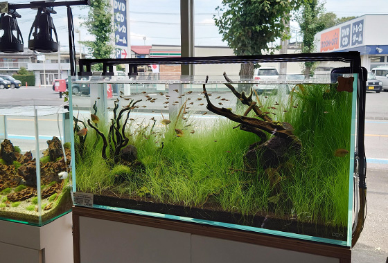 出品する90cm水槽の様子