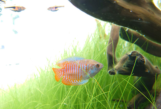 ドワーフグラミーのオス