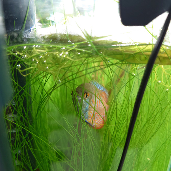 泡巣の下で巣を守るドワーフグラミー