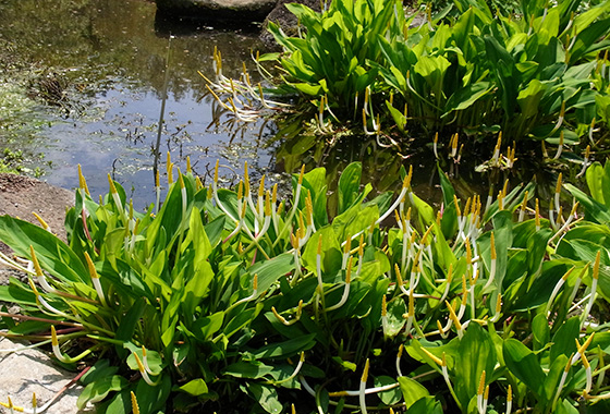 オロンティウム・アクアティクム