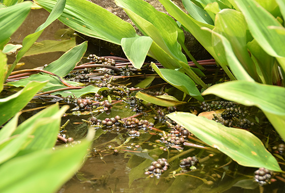 オロンティウム・アクアティクムの実