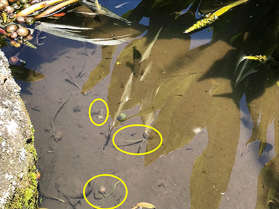 オロンティウム・アクアティクムの芽