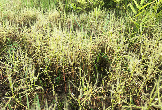 ナガバノイシモチソウ