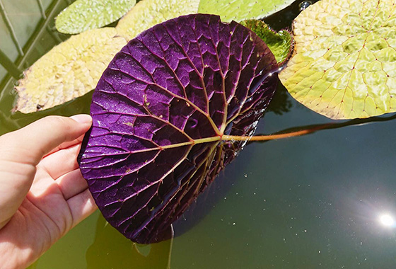 オニバスの葉の裏側