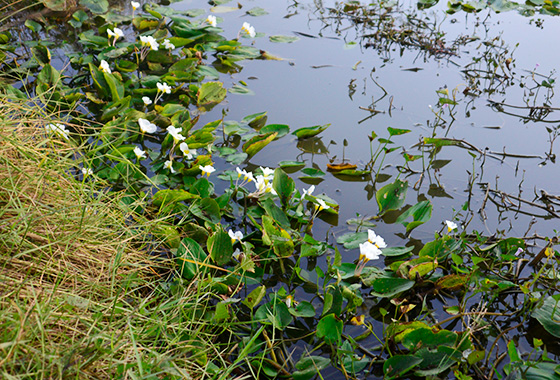 熱帯アジア水草