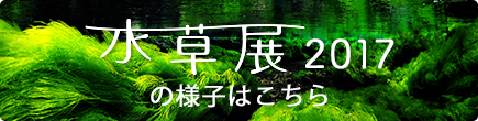 2017年の水草展の様子はこちら